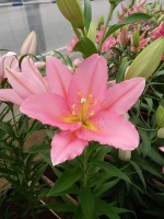 [4224 Vendome No02.JPG]